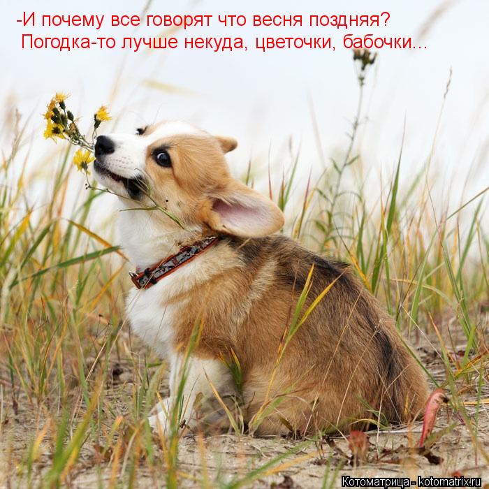 -И почему все говорят что весня поздняя? Погодка-то лучше некуда, цветочки, бабочки...... Котоматрица: -И почему все говорят что весня поздняя? Погодка-то лучше некуда, цветочки, бабочки...