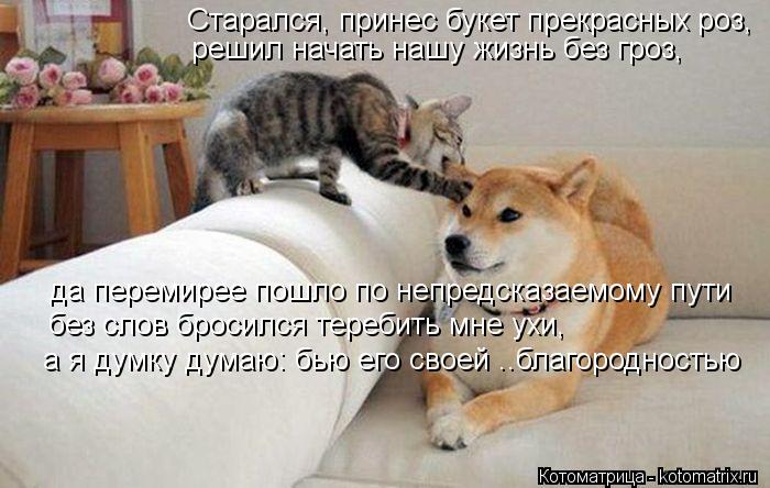 Старался, принес букет прекрасных роз, решил начать нашу жизнь без гроз, да перемирее пошло по непре... Котоматрица: Старался, принес букет прекрасных роз, решил начать нашу жизнь без гроз, да перемирее пошло по непредсказаемому пути без слов бросился тер