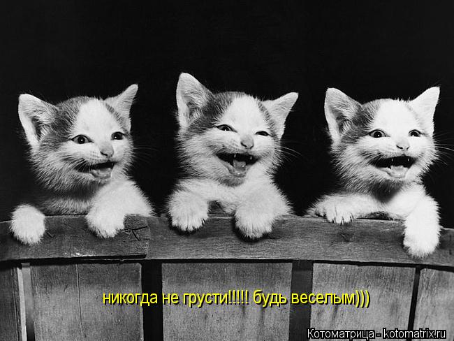 никогда не грусти!!!!! будь веселым)))... Котоматрица: никогда не грусти!!!!! будь веселым)))