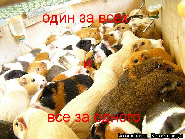 один за всех и все за одного... Котоматрица: один за всех и все за одного