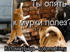 Ты опять к мурки полез? к мурки полез?... Котоматрица: Ты опять к мурки полез? к мурки полез?