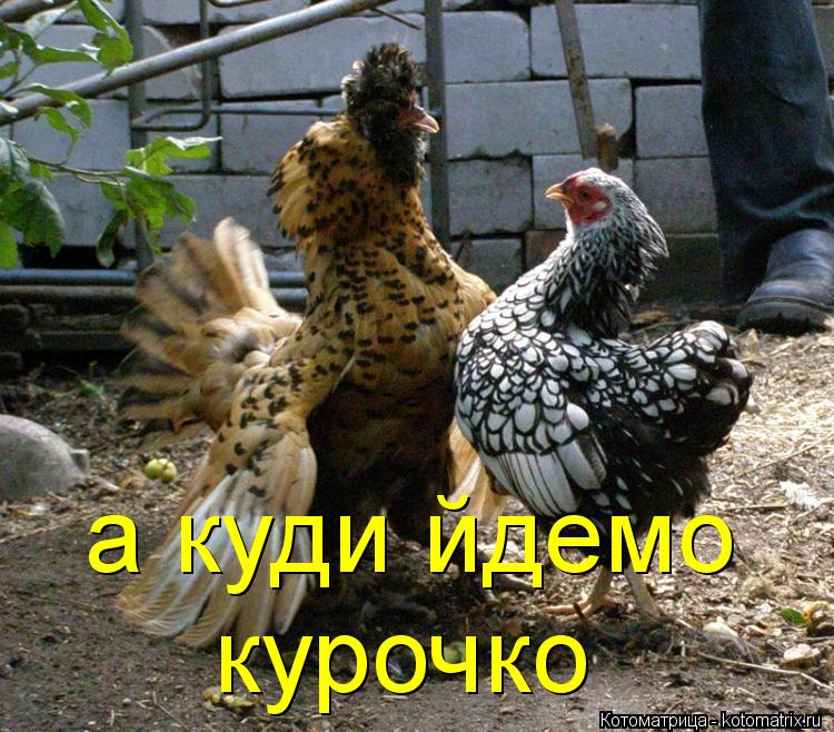 а куди йдемо курочко... Котоматрица: а куди йдемо курочко