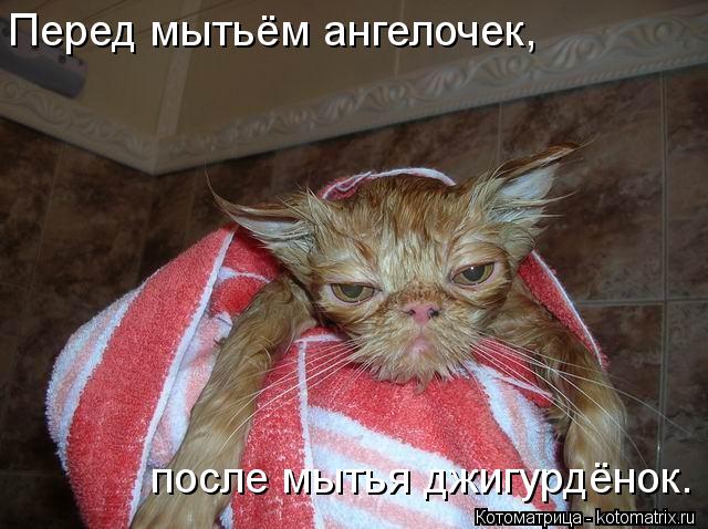Перед мытьём ангелочек, после мытья джигурдёнок.... Котоматрица: Перед мытьём ангелочек, после мытья джигурдёнок.