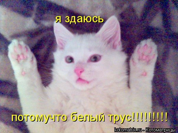 я здаюсь потомучто белый трус!!!!!!!!!... Котоматрица: я здаюсь потомучто белый трус!!!!!!!!!