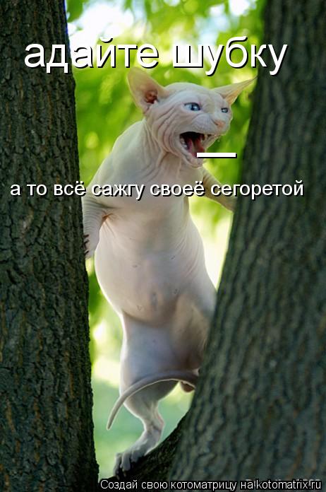 адайте шубку _ а то всё сажгу своеё сегоретой... Котоматрица: адайте шубку _ а то всё сажгу своеё сегоретой
