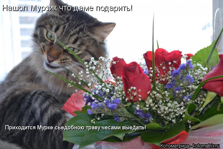 Нашол Мурзик что даме подарить! Приходится Мурке сьедобною траву чесами выедать!... Котоматрица: Нашол Мурзик что даме подарить! Приходится Мурке сьедобною траву чесами выедать!