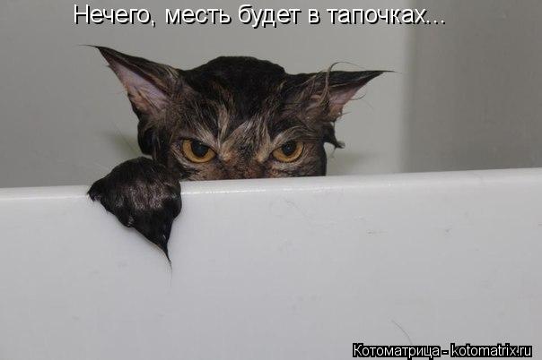 Нечего, месть будет в тапочках...... Котоматрица: Нечего, месть будет в тапочках...