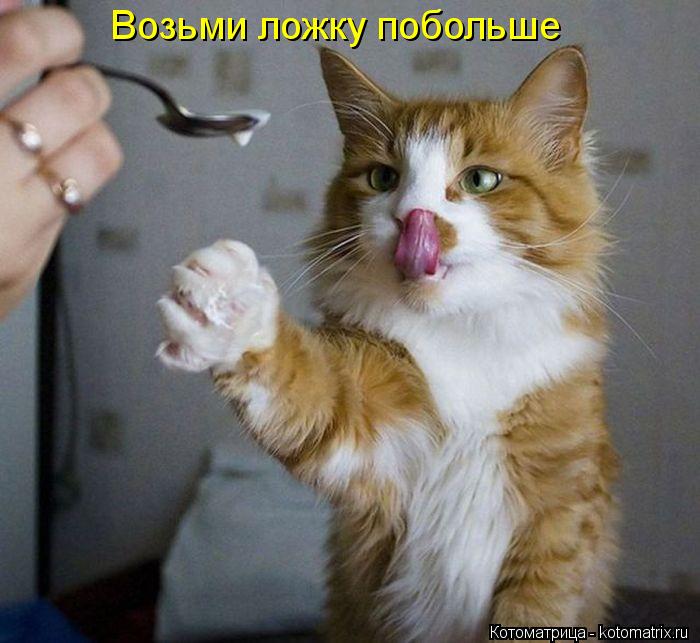 Возьми ложку побольше... Котоматрица: Возьми ложку побольше