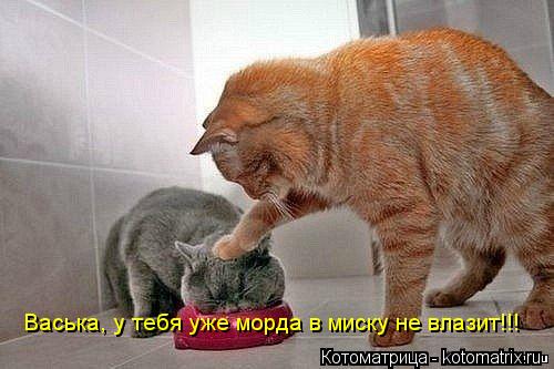 Васька, у тебя уже морда в миску не влазит!!!... Котоматрица: Васька, у тебя уже морда в миску не влазит!!!