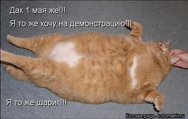 Дак 1 мая же!!! Я то же хочу на демонстрацию!!! Я то же шарик!!!... Котоматрица: Дак 1 мая же!!! Я то же хочу на демонстрацию!!! Я то же шарик!!!