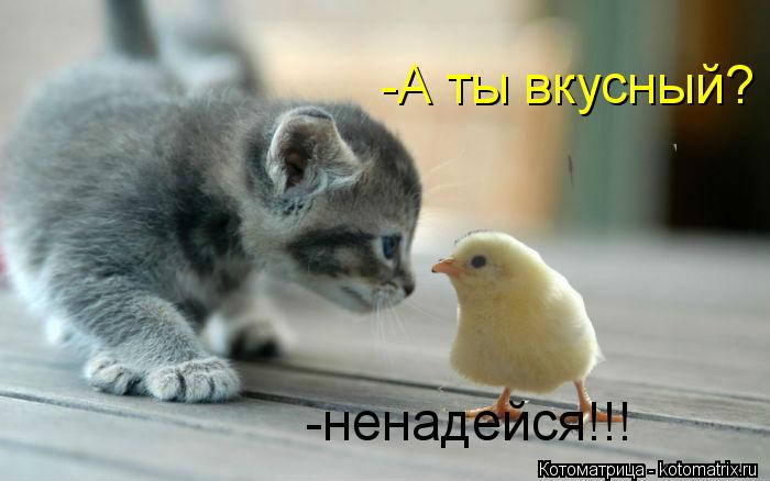 -А ты вкусный? -ненадейся!!!... Котоматрица: -А ты вкусный? -ненадейся!!!
