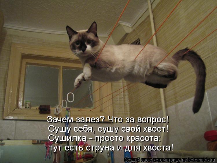 Зачем залез? Что за вопрос! Сушу себя, сушу свой хвост! Сушилка - просто красота: тут есть струна и д... Котоматрица: Зачем залез? Что за вопрос! Сушу себя, сушу свой хвост! Сушилка - просто красота: тут есть струна и для хвоста!