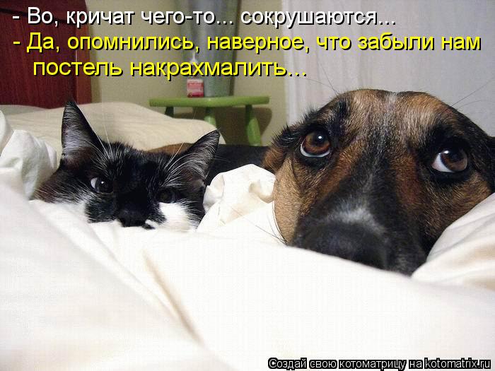 http://kotomatrix.ru/images/lolz/2013/05/13/kotomatritsa_Y.jpg