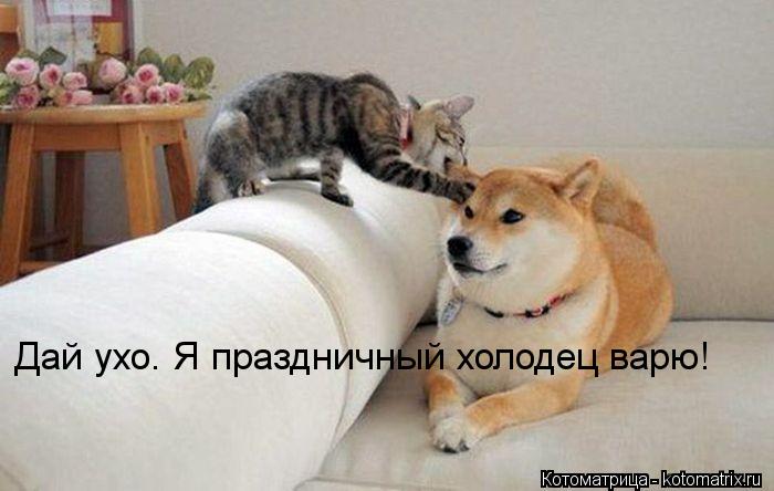 Дай ухо. Я праздничный холодец варю!... Котоматрица: Дай ухо. Я праздничный холодец варю!