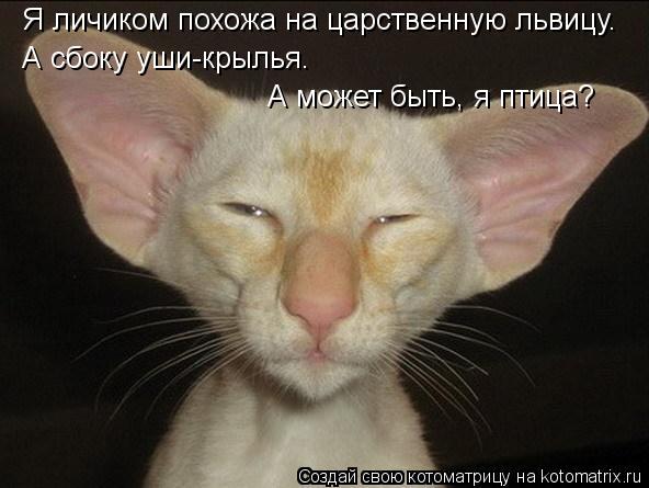 Я личиком похожа на царственную львицу. А сбоку уши-крылья. А может быть, я птица?... Котоматрица: Я личиком похожа на царственную львицу. А сбоку уши-крылья. А может быть, я птица?