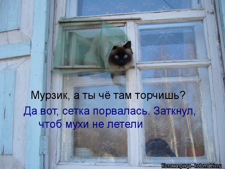 Мурзик, а ты чё там торчишь? Да вот, сетка порвалась. Заткнул, чтоб мухи не летели... Котоматрица: Мурзик, а ты чё там торчишь? Да вот, сетка порвалась. Заткнул, чтоб мухи не летели