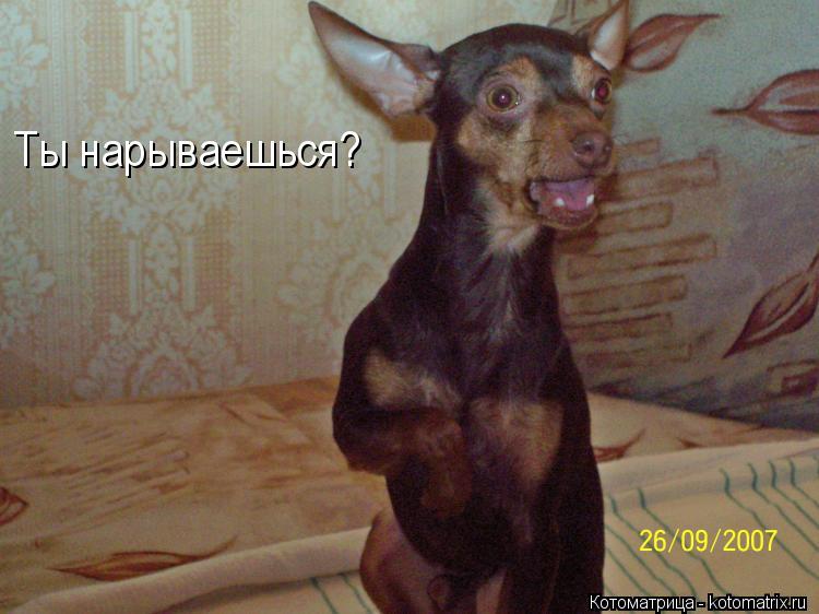 Ты нарываешься?... Котоматрица: Ты нарываешься?