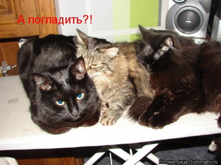 А погладить?!... Котоматрица: А погладить?!