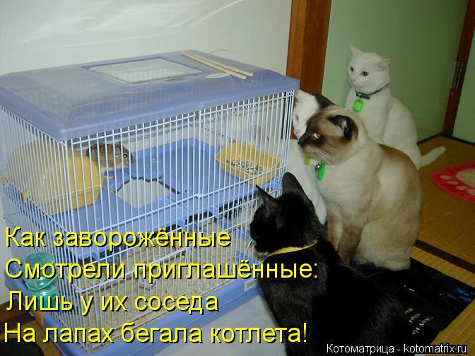 Как заворожённые Смотрели приглашённые: Лишь у их соседа На лапах бегала котлета!... Котоматрица: Как заворожённые Смотрели приглашённые: Лишь у их соседа На лапах бегала котлета!