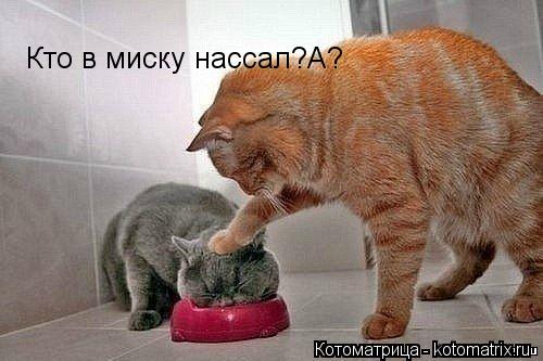 Кто в миску нассал?А?... Котоматрица: Кто в миску нассал?А?