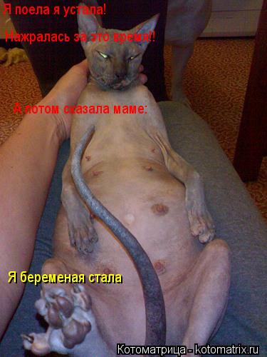 Я поела я устала! Нажралась за это время!! А потом сказала маме: Я беременая стала... Котоматрица: Я поела я устала! Нажралась за это время!! А потом сказала маме: Я беременая стала