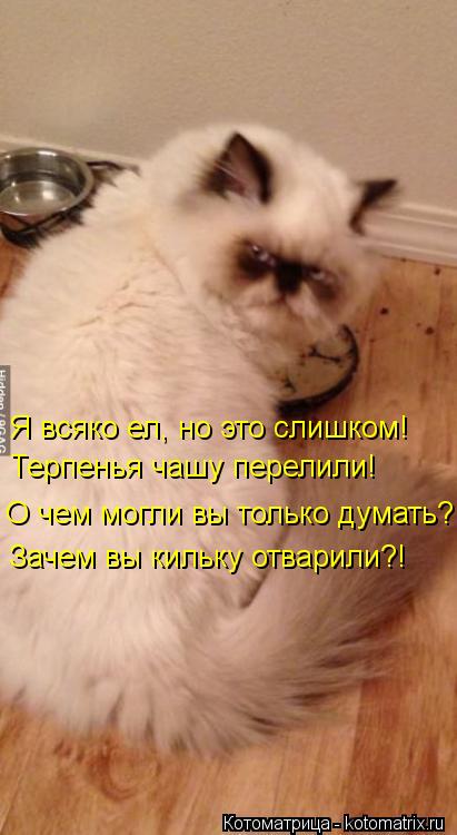 Я всяко ел, но это слишком! Терпенья чашу перелили! О чем могли вы только думать?! Зачем вы кильку от... Котоматрица: Я всяко ел, но это слишком! Терпенья чашу перелили! О чем могли вы только думать?! Зачем вы кильку отварили?!