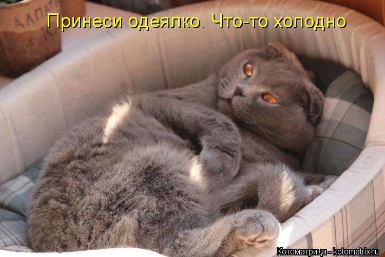 Принеси одеялко. Что-то холодно... Котоматрица: Принеси одеялко. Что-то холодно