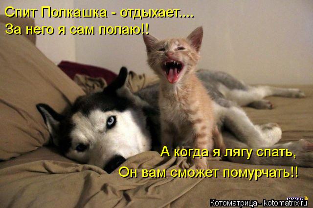 Спит Полкашка - отдыхает.... За него я сам полаю!! А когда я лягу спать, Он вам сможет помурчать!!... Котоматрица: Спит Полкашка - отдыхает.... За него я сам полаю!! А когда я лягу спать, Он вам сможет помурчать!!