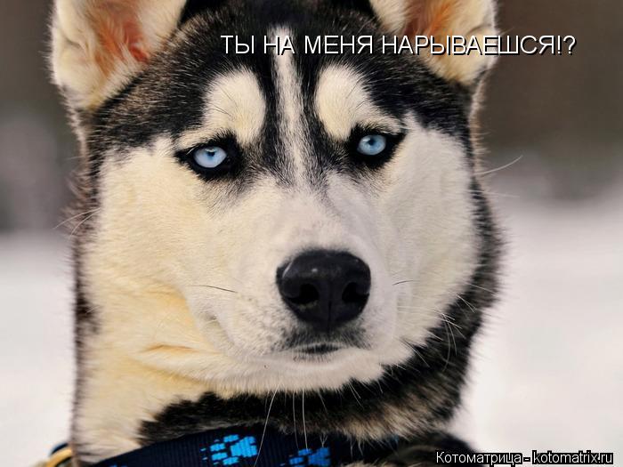 ТЫ НА МЕНЯ НАРЫВАЕШСЯ!?... Котоматрица: ТЫ НА МЕНЯ НАРЫВАЕШСЯ!?