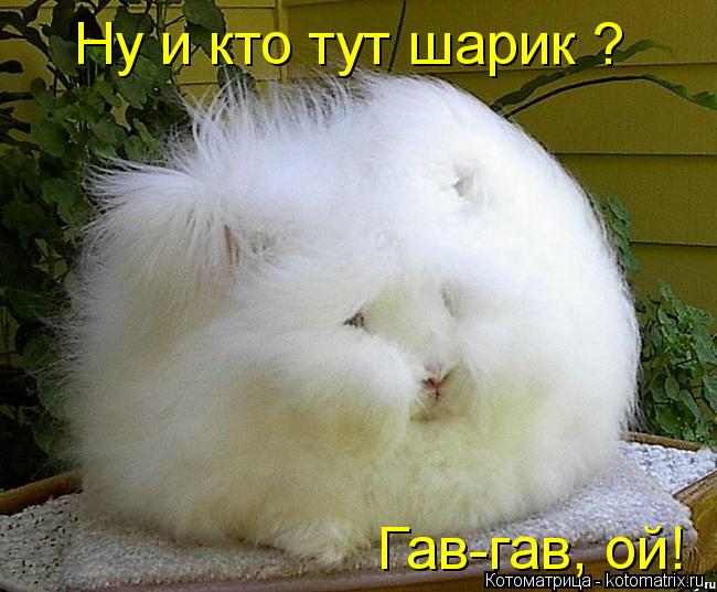 Ну и кто тут шарик ? Гав-гав, ой!... Котоматрица: Ну и кто тут шарик ? Гав-гав, ой!