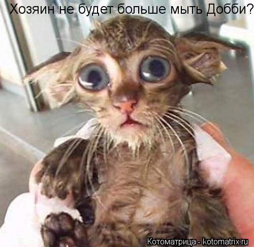 Хозяин не будет больше мыть Добби?... Котоматрица: Хозяин не будет больше мыть Добби?