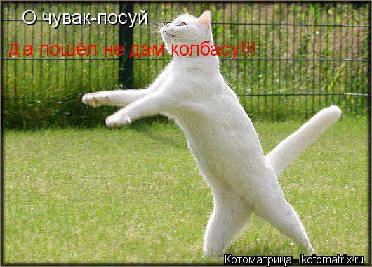 О чувак-посуй а пошёл не дам колбасу!!! д... Котоматрица: О чувак-посуй а пошёл не дам колбасу!!! д