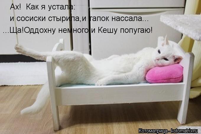 Ах! Как я устала: и сосиски стырила,и тапок нассала... ...Ща!Оддохну немного и Кешу попугаю!... Котоматрица: Ах! Как я устала: и сосиски стырила,и тапок нассала... ...Ща!Оддохну немного и Кешу попугаю!