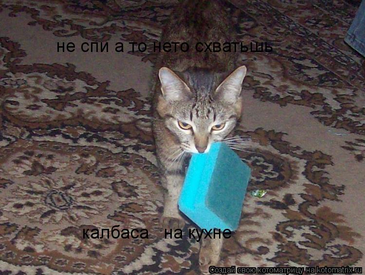не спи а то нето схватьшь калбаса на кухне... Котоматрица: не спи а то нето схватьшь калбаса на кухне