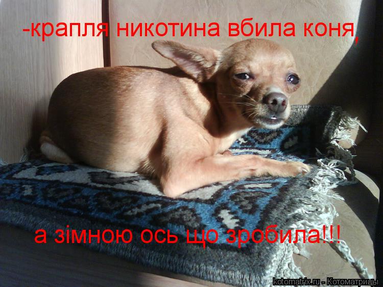 -крапля никотина вбила коня , , а зімною ось що зробила!!!... Котоматрица: -крапля никотина вбила коня , , а зімною ось що зробила!!!
