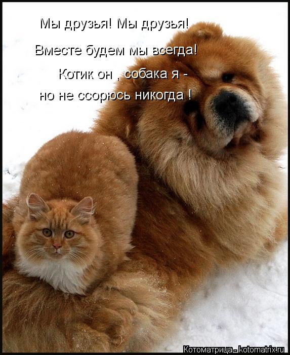 Мы друзья! Мы друзья! Вместе будем мы всегда! Котик он , собака я - но не ссорюсь никогда !... Котоматрица: Мы друзья! Мы друзья! Вместе будем мы всегда! Котик он , собака я - но не ссорюсь никогда !