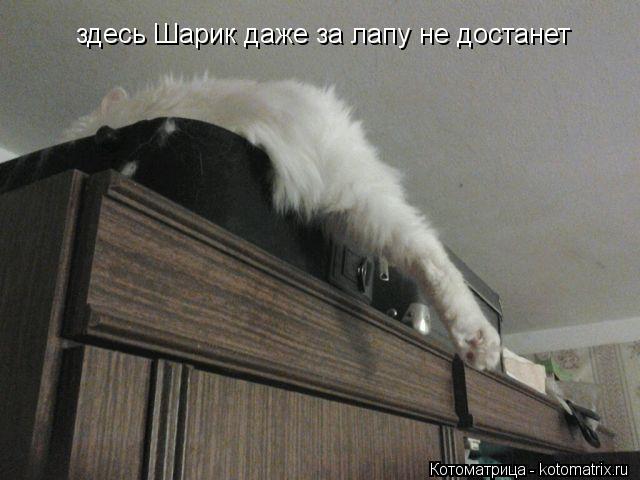 здесь Шарик даже за лапу не достанет... Котоматрица: здесь Шарик даже за лапу не достанет