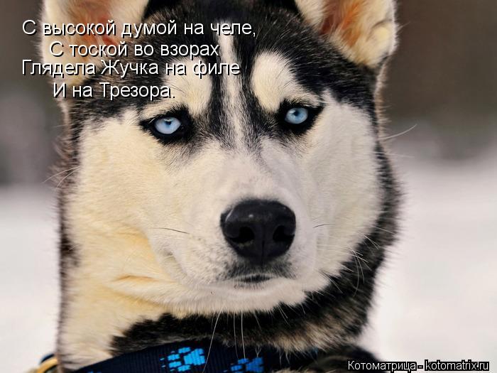 С высокой думой на челе, С тоской во взорах И на Трезора. Глядела Жучка на филе... Котоматрица: С высокой думой на челе, С тоской во взорах И на Трезора. Глядела Жучка на филе
