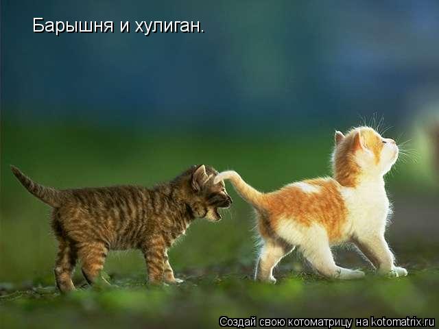 Барышня и хулиган.... Котоматрица: Барышня и хулиган.
