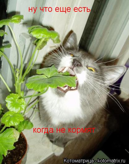 ну что еще есть когда не кормят... Котоматрица: ну что еще есть когда не кормят