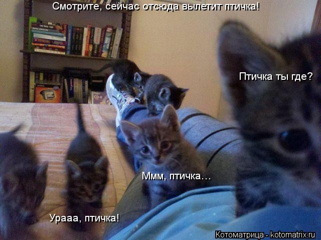 Смотрите, сейчас отсюда вылетит птичка! Птичка ты где? Ммм, птичка… Урааа, птичка!... Котоматрица: Смотрите, сейчас отсюда вылетит птичка! Птичка ты где? Ммм, птичка… Урааа, птичка!