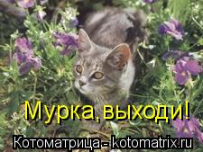 Мурка,выходи!... Котоматрица: Мурка,выходи!