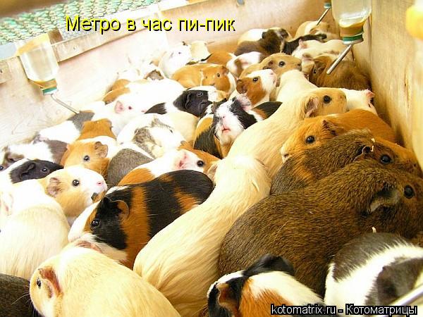 Метро в час пи-пик... Котоматрица: Метро в час пи-пик