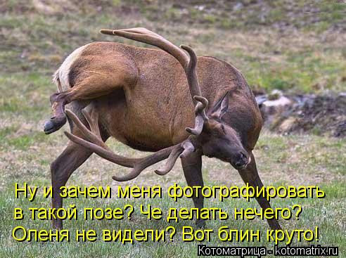 Ну и зачем меня фотографировать в такой позе? Че делать нечего? Оленя не видели? Вот блин круто!... Котоматрица: Ну и зачем меня фотографировать в такой позе? Че делать нечего? Оленя не видели? Вот блин круто!