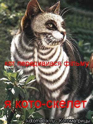 кот передивився фільму кот передивився фільму я кото-скелет... Котоматрица: кот передивився фільму кот передивився фільму я кото-скелет