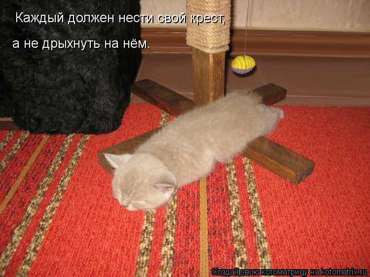 Каждый должен нести свой крест, а не дрыхнуть на нём.... Котоматрица: Каждый должен нести свой крест, а не дрыхнуть на нём.