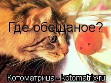 Где обещаное?... Котоматрица: Где обещаное?