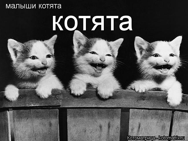 малыши котята котята... Котоматрица: малыши котята котята