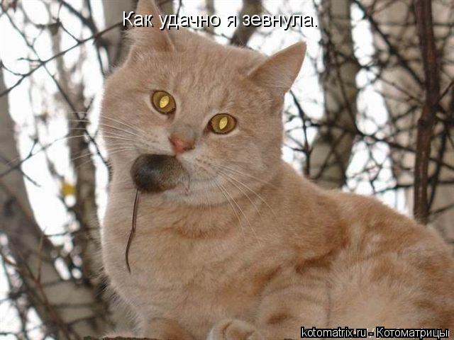 Как удачно я зевнула.... Котоматрица: Как удачно я зевнула.