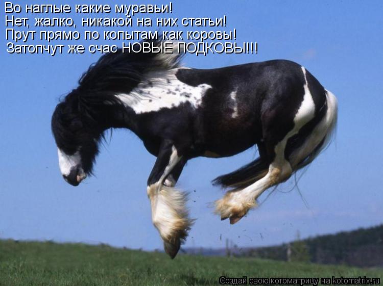 Во наглые какие муравьи! Нет, жалко, никакой на них статьи! Прут прямо по копытам как коровы! Затопчу... Котоматрица: Во наглые какие муравьи! Нет, жалко, никакой на них статьи! Прут прямо по копытам как коровы! Затопчут же счас НОВЫЕ ПОДКОВЫ!!!